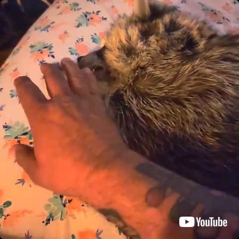 手を離す飼い主