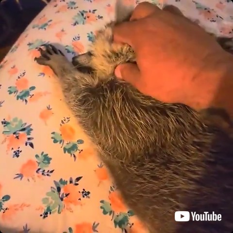 ふたたびなでる飼い主