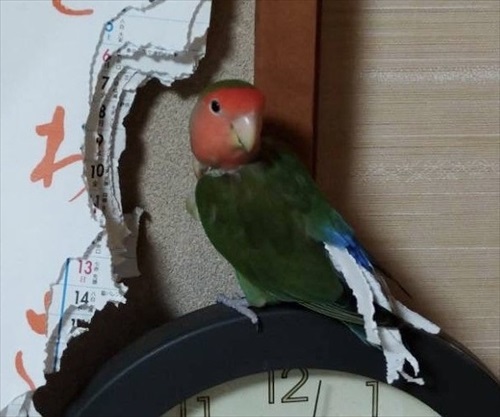 カレンダーを終了させたインコさん