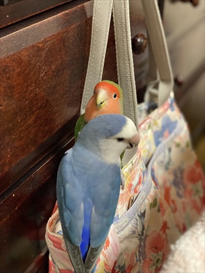 カレンダーを終了させたインコさん