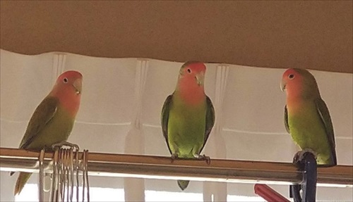 カレンダーを終了させたインコさん