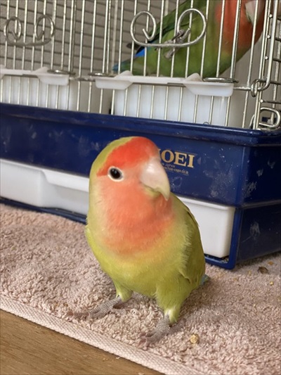 カレンダーを終了させたインコさん