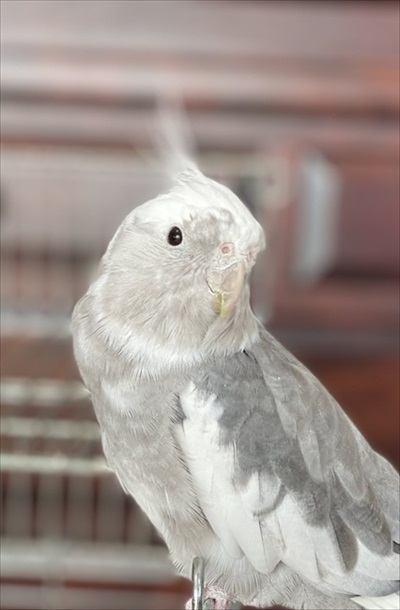 カレンダーを終了させたインコさん