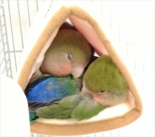 カレンダーを終了させたインコさん