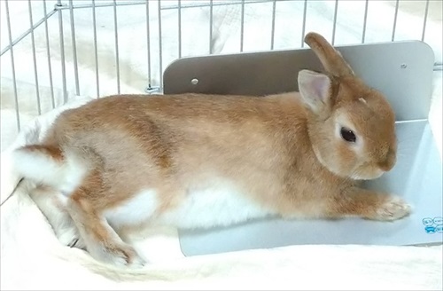 カレンダーを終了させたインコさん