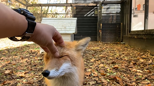 目閉じあずきくん キツネ ノースサファリサッポロ かわいい 動画 癒やし 狐 なでる
