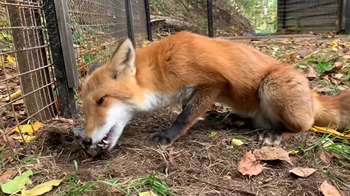 サンマを食べはじめるあずきくん キツネ ノースサファリサッポロ かわいい 動画 癒やし 狐 なでる