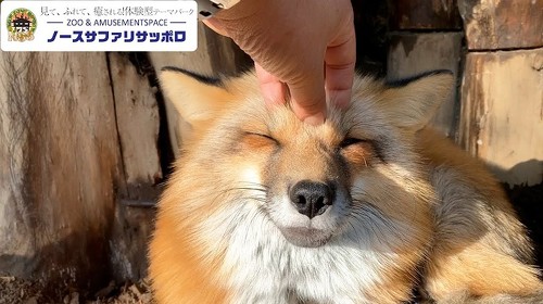 キツネ
