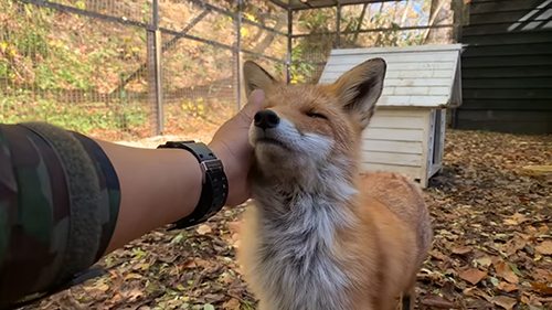 うっとりあずきくん キツネ ノースサファリサッポロ かわいい 動画 癒やし 狐 なでる 