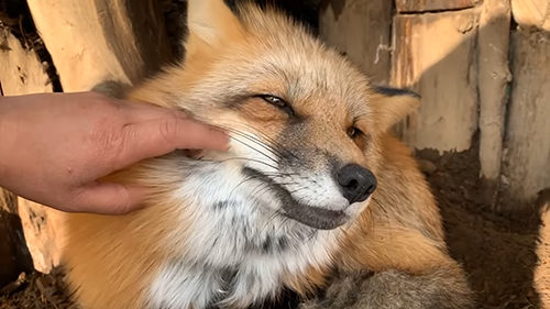 カンタくん キツネ ノースサファリサッポロ かわいい 動画 癒やし 狐 なでる