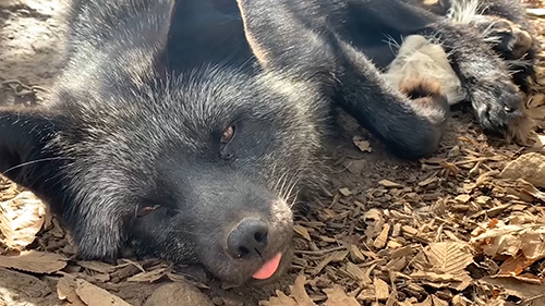 メイちゃん キツネ ノースサファリサッポロ かわいい 動画 癒やし 狐 なでる