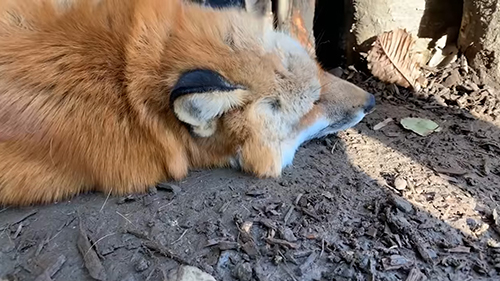 眠る悟空くん キツネ ノースサファリサッポロ かわいい 動画 癒やし 狐 なでる