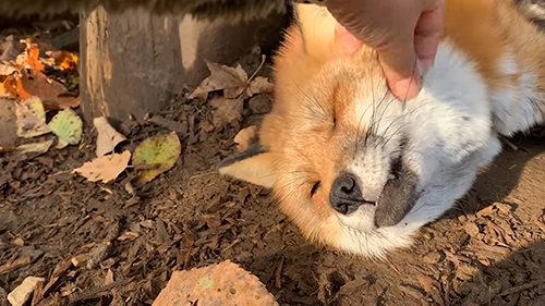 悟空くん前から キツネ ノースサファリサッポロ かわいい 動画 癒やし 狐 なでる