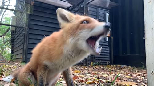 口を開けるあずきくん キツネ ノースサファリサッポロ かわいい 動画 癒やし 狐 なでる