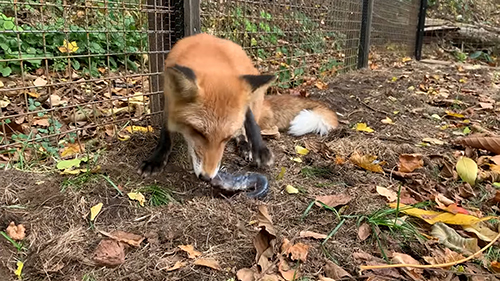 サンマを確認するあずきくん キツネ ノースサファリサッポロ かわいい 動画 癒やし 狐 なでる