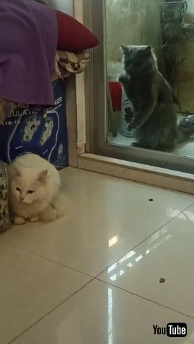 「Cat Wanting Reunion Scratches at Window || ViralHog」