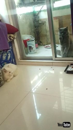 「Cat Wanting Reunion Scratches at Window || ViralHog」