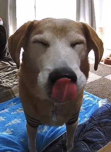 保護犬　ワンコ　笑顔　ドッグカメラ　おやつ