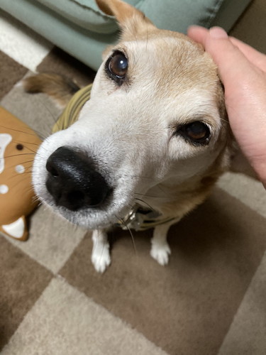 保護犬　ワンコ　笑顔　ドッグカメラ　おやつ