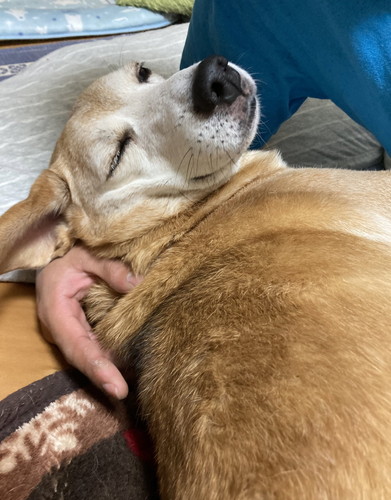 保護犬　ワンコ　笑顔　ドッグカメラ　おやつ