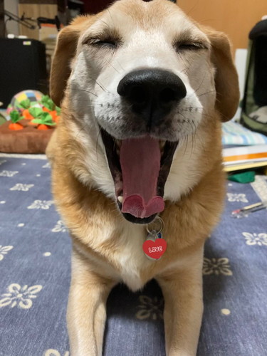 保護犬　ワンコ　笑顔　ドッグカメラ　おやつ