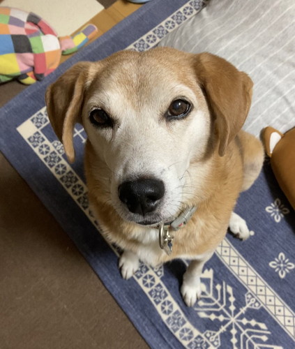 保護犬　ワンコ　笑顔　ドッグカメラ　おやつ