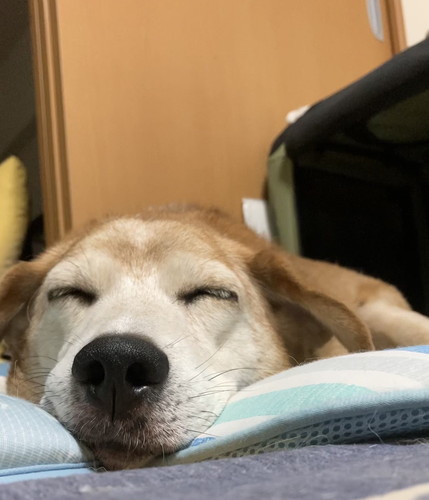 保護犬　ワンコ　笑顔　ドッグカメラ　おやつ