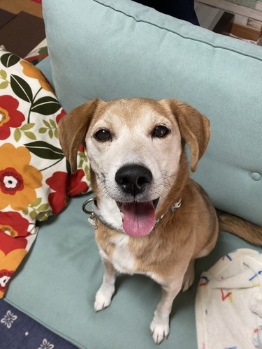 保護犬　ワンコ　笑顔　ドッグカメラ　おやつ