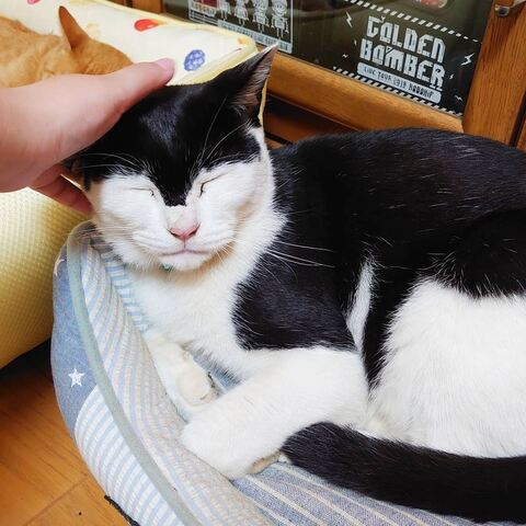 両津勘吉 モーちゃん 牛柄　猫　珍しい　模様　鉄腕アトム　画像　かわいい　ヘルメット