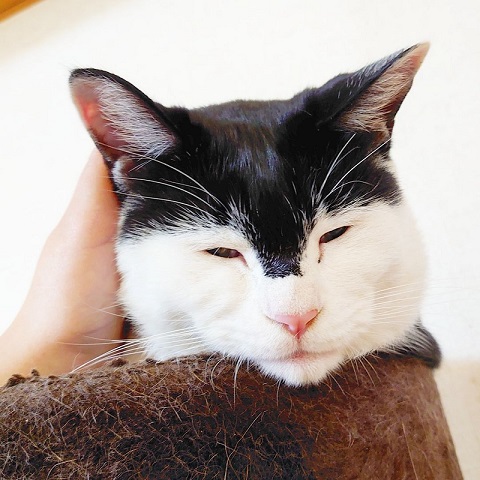 両津勘吉 モーちゃん 牛柄　猫　珍しい　模様　鉄腕アトム　画像　かわいい　ヘルメット