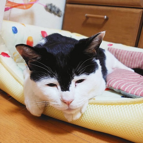 両津勘吉 モーちゃん 牛柄　猫　珍しい　模様　鉄腕アトム　画像　かわいい　ヘルメット