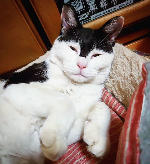 両津勘吉 モーちゃん 牛柄　猫　珍しい　模様　鉄腕アトム　画像　かわいい　ヘルメット