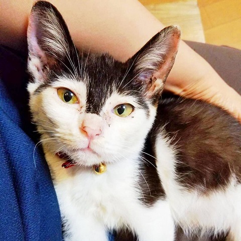 両津勘吉 モーちゃん 牛柄　猫　珍しい　模様　鉄腕アトム　画像　かわいい　ヘルメット