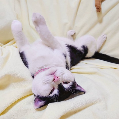 両津勘吉 モーちゃん 牛柄　猫　珍しい　模様　鉄腕アトム　画像　かわいい　ヘルメット