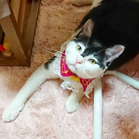 両津勘吉 モーちゃん 牛柄　猫　珍しい　模様　鉄腕アトム　画像　かわいい　ヘルメット