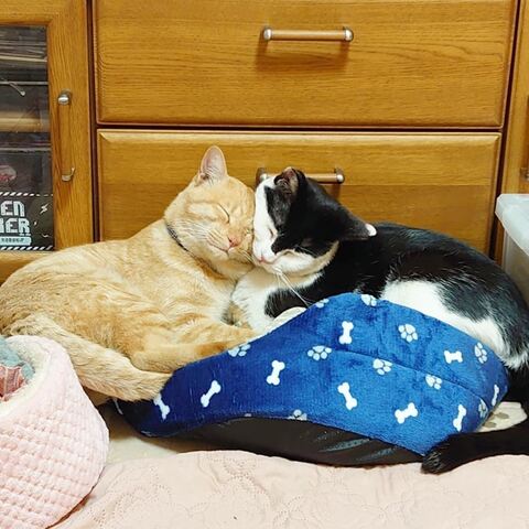 両津勘吉 モーちゃん 牛柄　猫　珍しい　模様　鉄腕アトム　画像　かわいい　ヘルメット