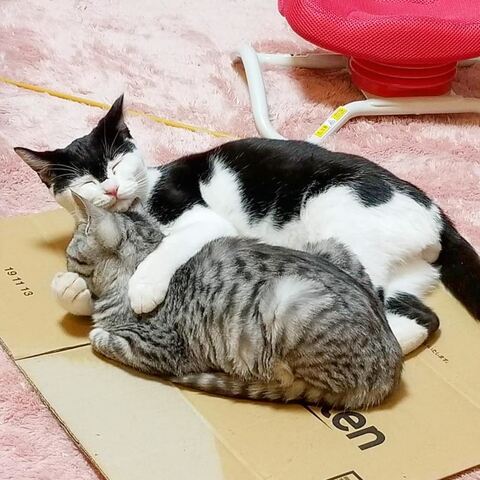 両津勘吉 モーちゃん 牛柄　猫　珍しい　模様　鉄腕アトム　画像　かわいい　ヘルメット