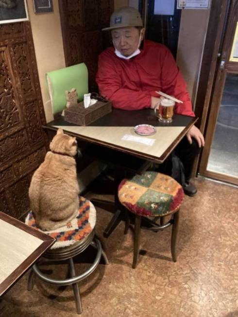 猫 ちゃいろちゃん 相席 西荻窪 ミルチさん