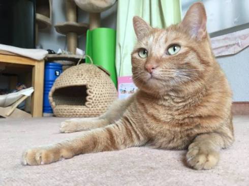 猫 ちゃいろちゃん 相席 西荻窪 ミルチさん