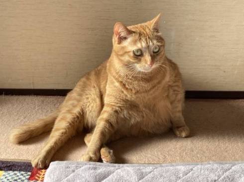 猫 ちゃいろちゃん 相席 西荻窪 ミルチさん