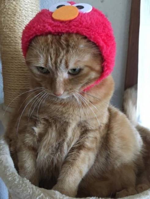 猫 ちゃいろちゃん 相席 西荻窪 ミルチさん