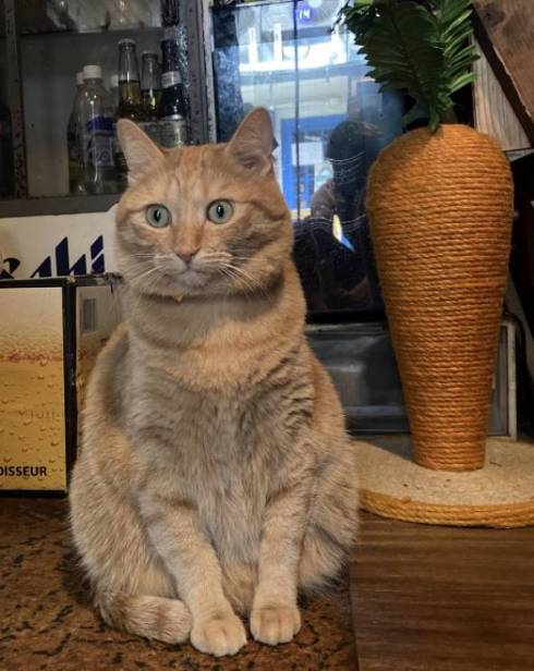 猫 ちゃいろちゃん 相席 西荻窪 ミルチさん