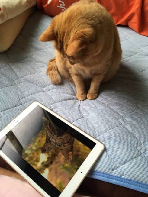 猫 ちゃいろちゃん 相席 西荻窪 ミルチさん