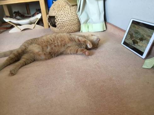 猫 ちゃいろちゃん 相席 西荻窪 ミルチさん