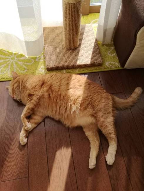 猫 ちゃいろちゃん 相席 西荻窪 ミルチさん