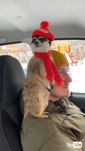 ミーアキャット ドライブ 車 飼い主 肩