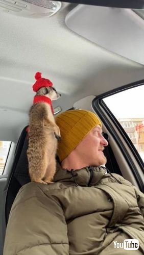 ミーアキャット ドライブ 車 飼い主 肩