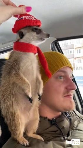 ミーアキャット ドライブ 車 飼い主 肩