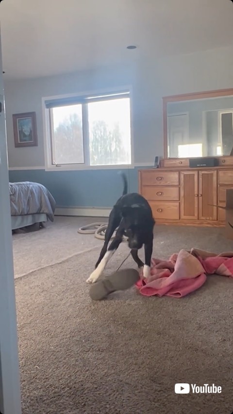 靴を振り回す犬