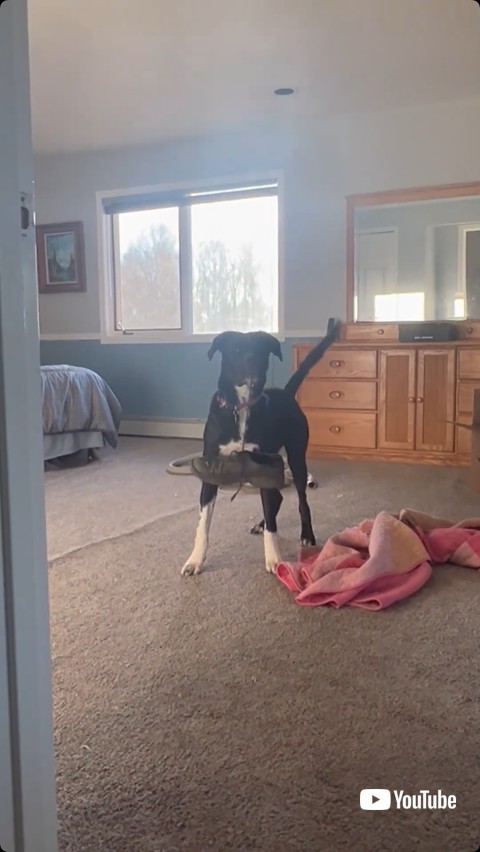 撮影者を見る犬